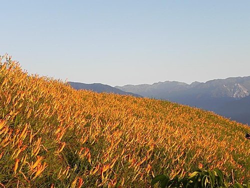 【花蓮富里鄉】六十石山的金針花海