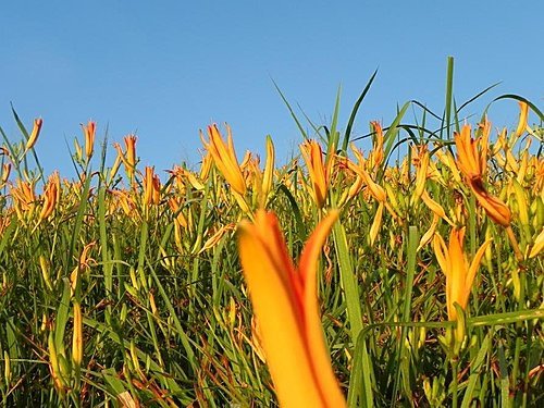 【花蓮富里鄉】六十石山的金針花海