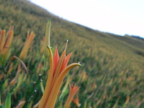 【花蓮富里鄉】六十石山的金針花海