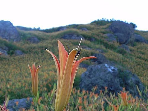 【花蓮富里鄉】六十石山的金針花海