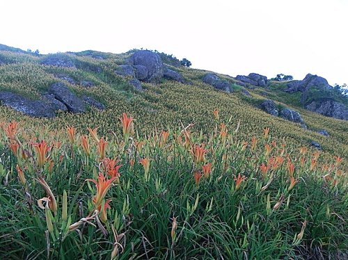 【花蓮富里鄉】六十石山的金針花海