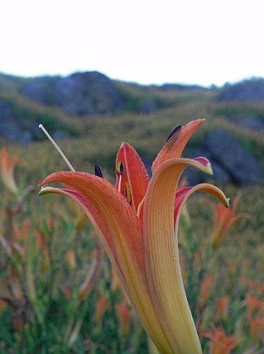 【花蓮富里鄉】六十石山的金針花海