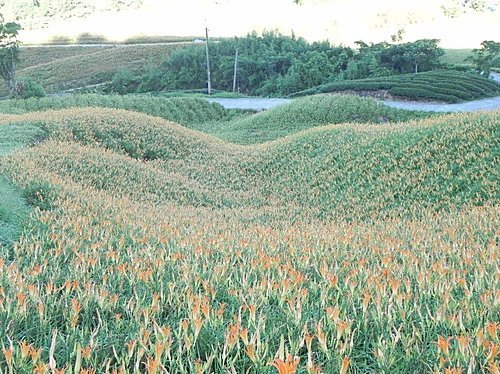 【花蓮富里鄉】六十石山的金針花海