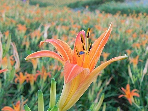 【花蓮富里鄉】六十石山的金針花海