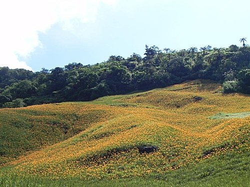 【花蓮富里鄉】六十石山的金針花海