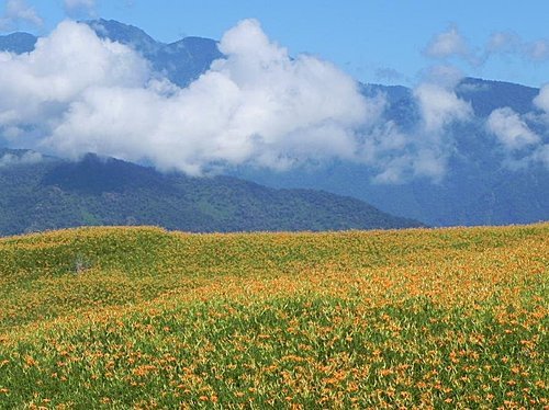 【花蓮富里鄉】六十石山的金針花海