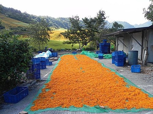 彭大媽客家食堂民宿露營記(第1次)