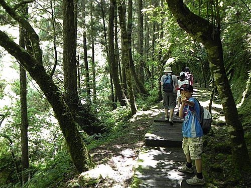 【南投竹山鎮】杉林溪森林遊樂區健行