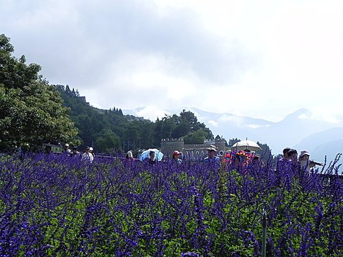 清境青青草原綿羊秀及風車節