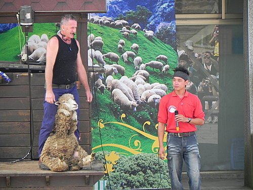 清境青青草原綿羊秀及風車節