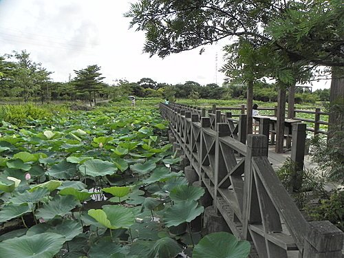 新屋蓮園賞蓮趣