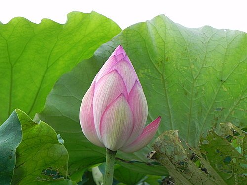 新屋蓮園賞蓮趣