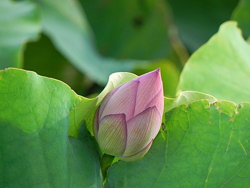新屋蓮園賞蓮趣
