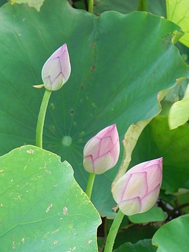 新屋蓮園賞蓮趣