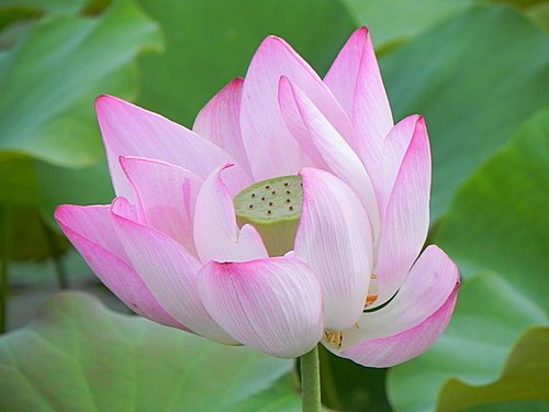 新屋蓮園賞蓮趣