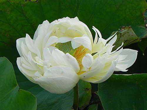新屋蓮園賞蓮趣