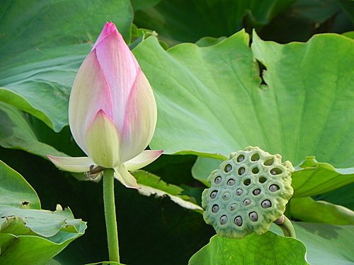 新屋蓮園賞蓮趣