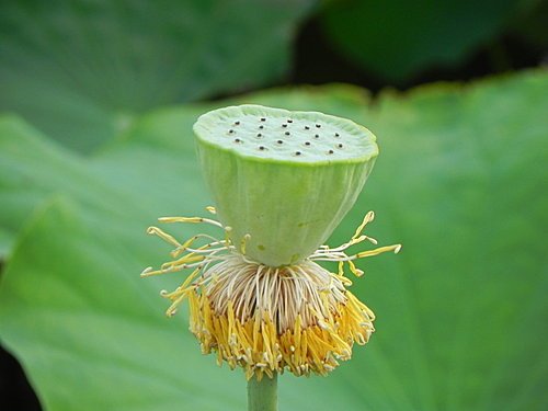 新屋蓮園賞蓮趣