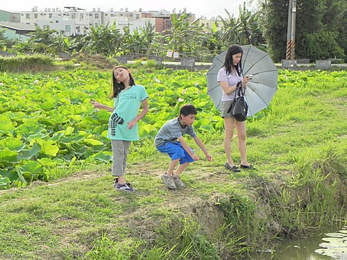 新屋蓮園賞蓮趣