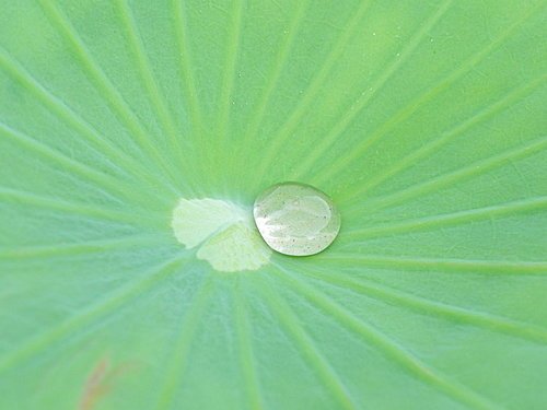 新屋蓮園賞蓮趣