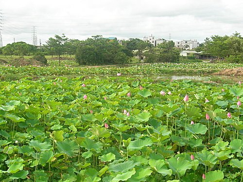 新屋蓮園賞蓮趣