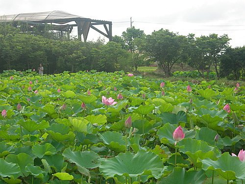 新屋蓮園賞蓮趣