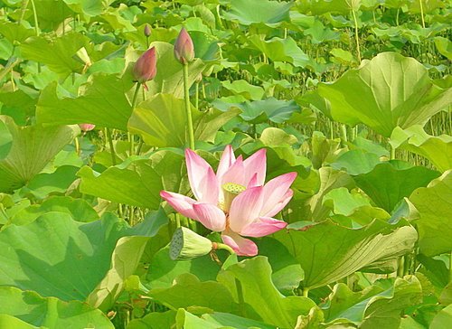 新屋蓮園賞蓮趣