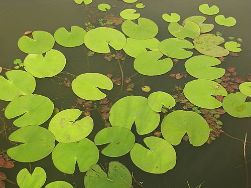 新屋蓮園賞蓮趣