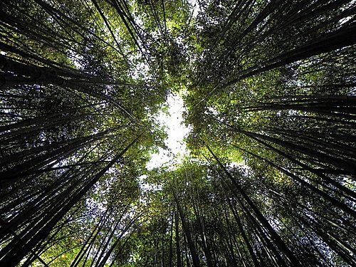 司馬庫斯巨木群健行