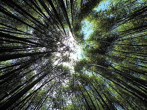 司馬庫斯巨木群健行