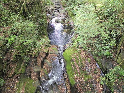 司馬庫斯巨木群健行