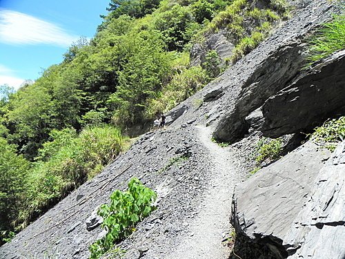 司馬庫斯巨木群健行