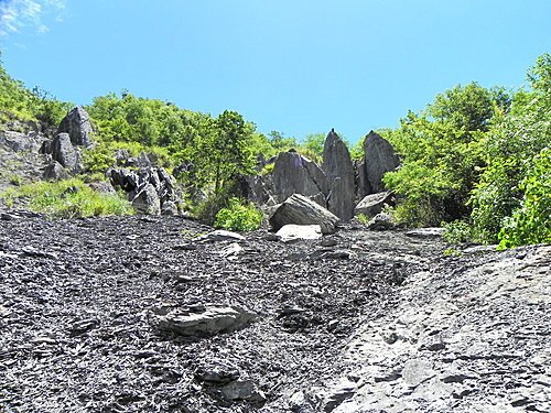 司馬庫斯巨木群健行