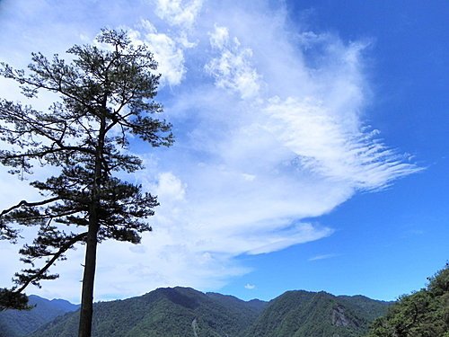 司馬庫斯巨木群健行