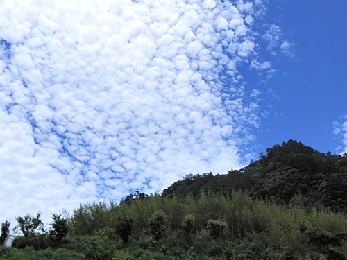 司馬庫斯巨木群健行