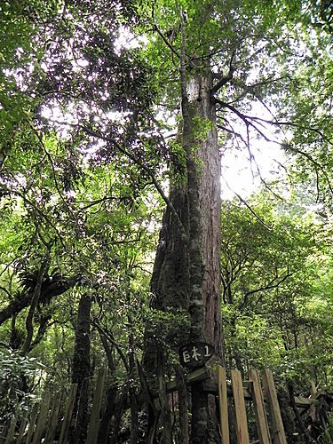 司馬庫斯巨木群健行