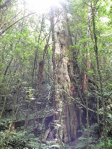 司馬庫斯巨木群健行