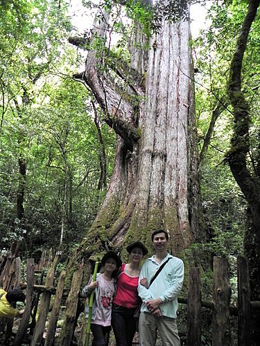 司馬庫斯巨木群健行