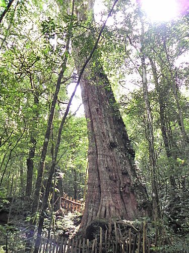 司馬庫斯巨木群健行