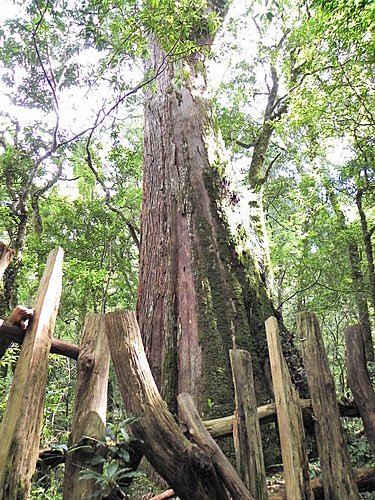 司馬庫斯巨木群健行