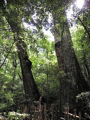 司馬庫斯巨木群健行