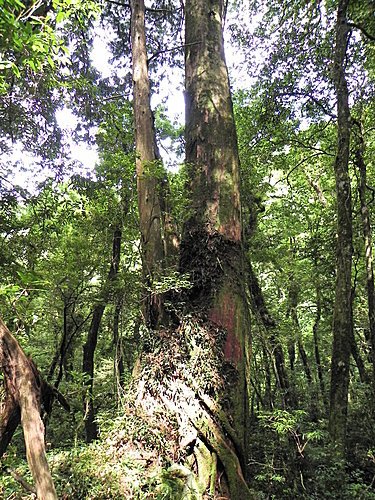 司馬庫斯巨木群健行