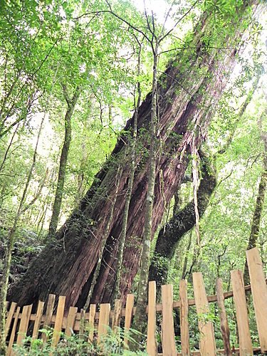 司馬庫斯巨木群健行