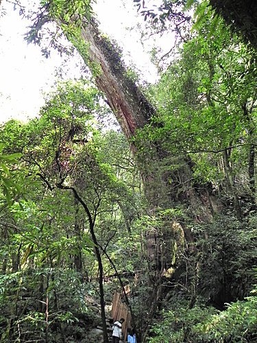 司馬庫斯巨木群健行