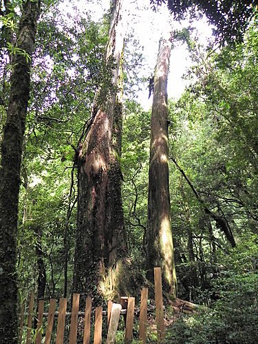 司馬庫斯巨木群健行