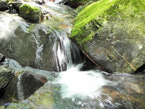 司馬庫斯巨木群健行