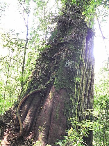 司馬庫斯巨木群健行