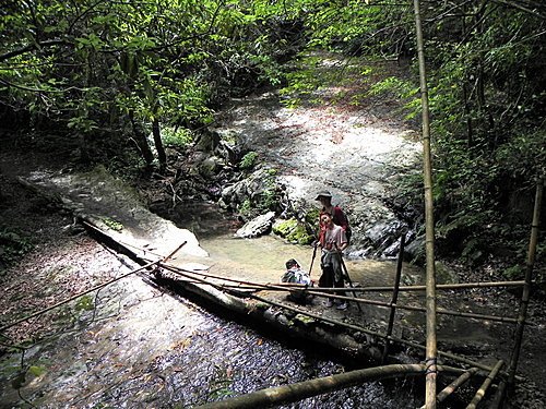 司馬庫斯巨木群健行