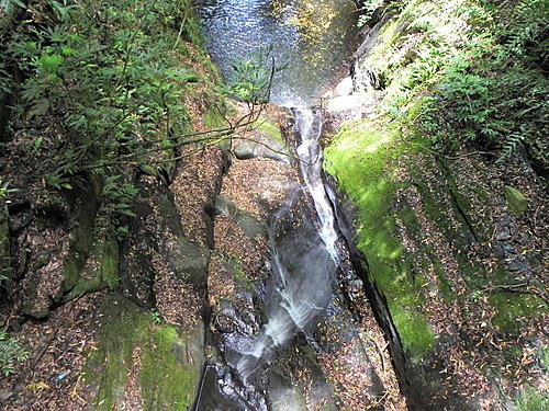 司馬庫斯巨木群健行