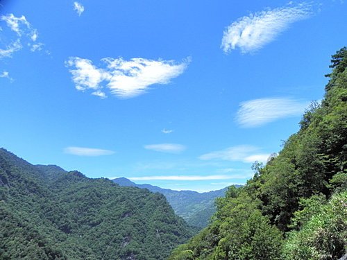 司馬庫斯巨木群健行